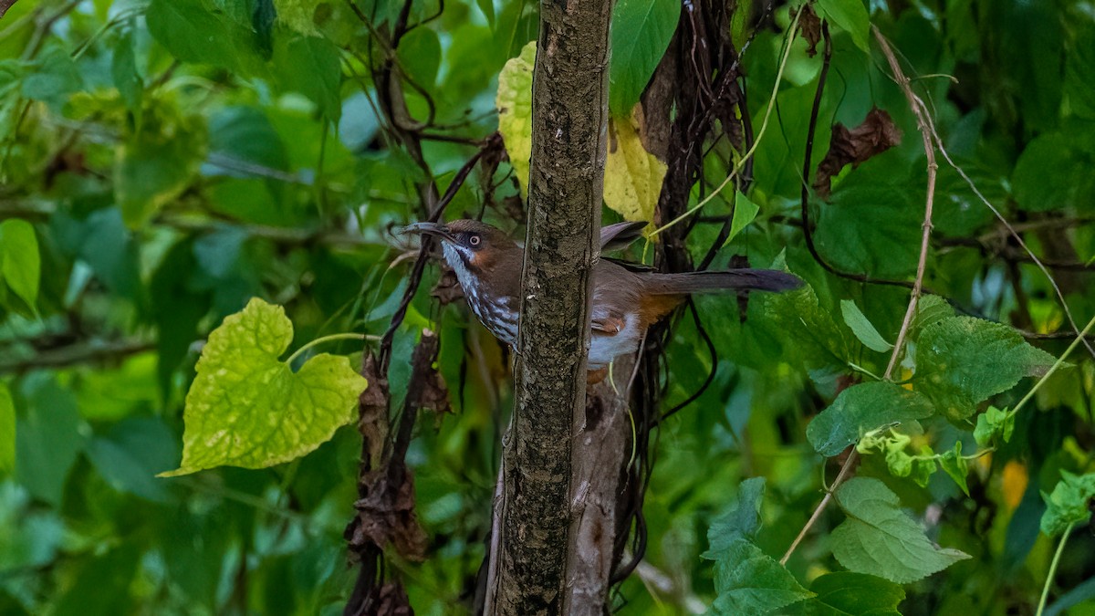 Spot-breasted Scimitar-Babbler - ML615914821