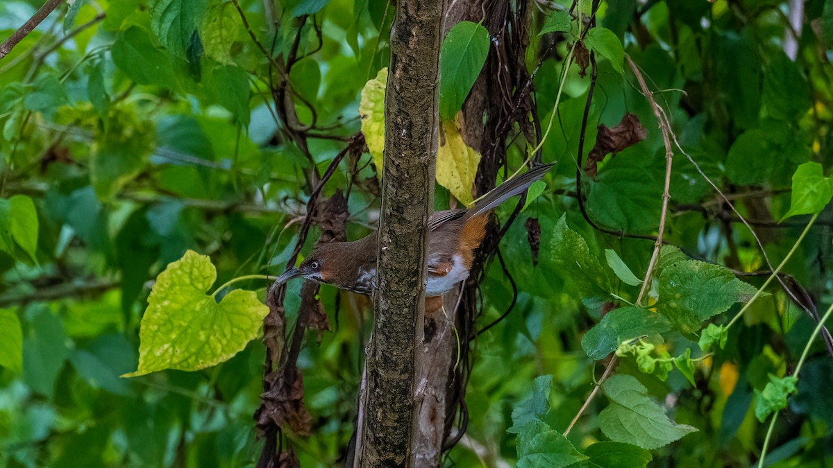 Spot-breasted Scimitar-Babbler - Pankaj Maheria