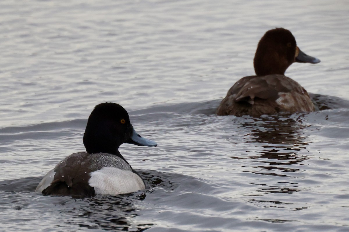 Lesser Scaup - Edward Flanders