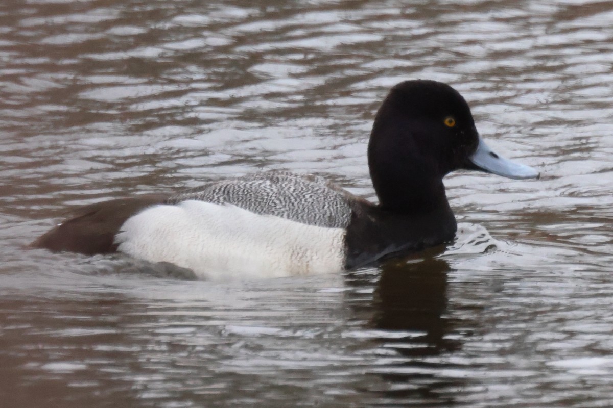 Lesser Scaup - Edward Flanders