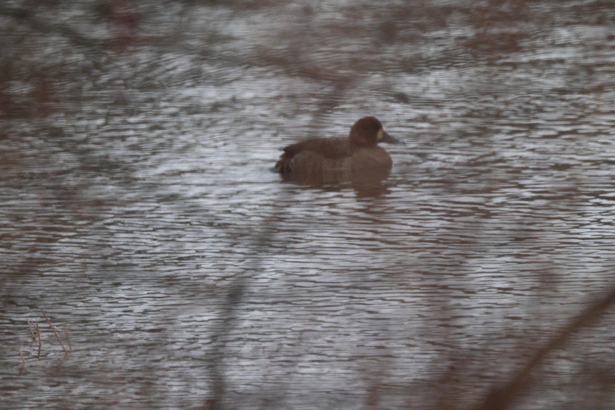 Lesser Scaup - Edward Flanders