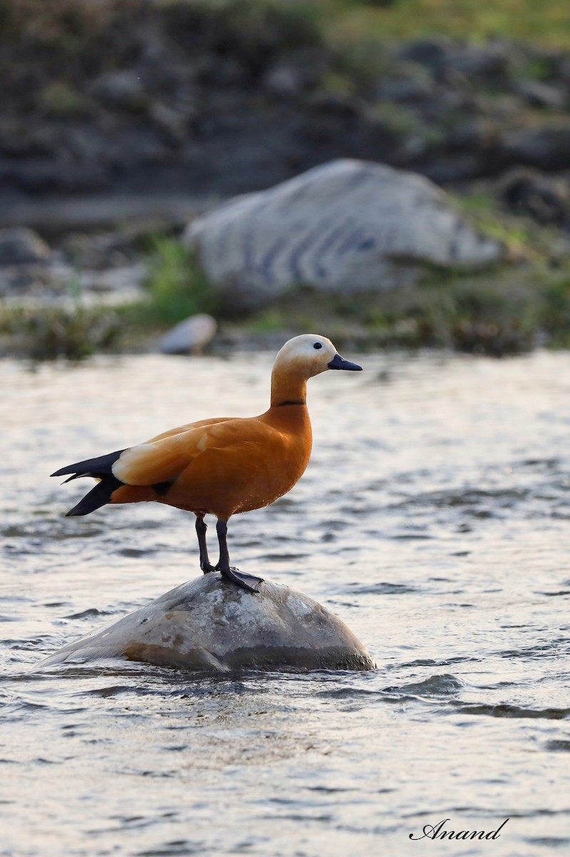 Ruddy Shelduck - ML615914844