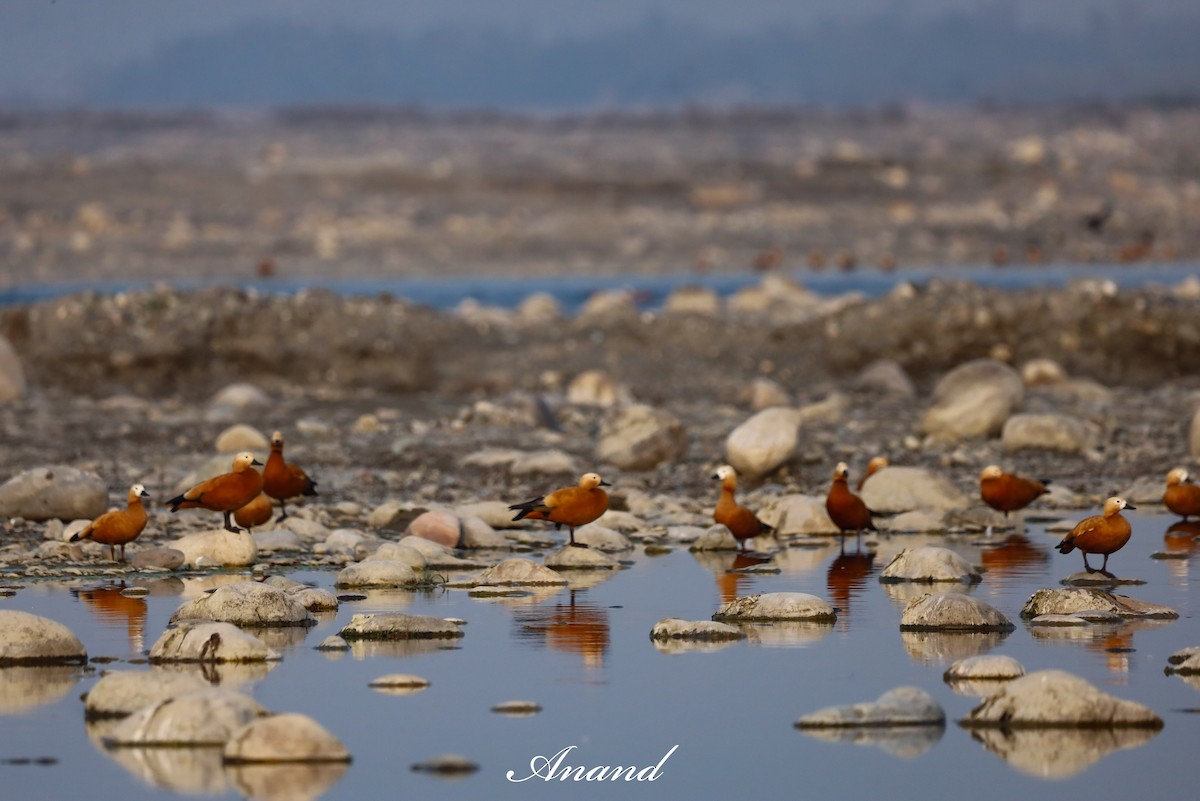 Ruddy Shelduck - ML615914853