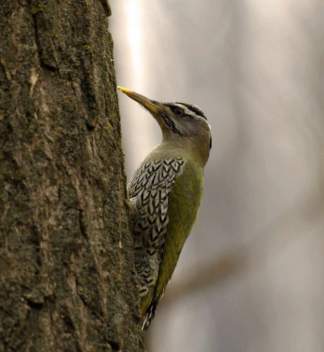 Scaly-bellied Woodpecker - ML615914854