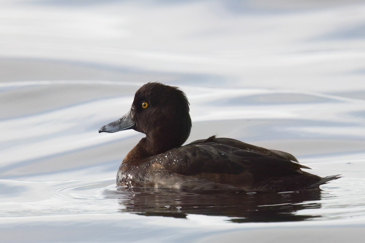 Tufted Duck - ML615914876