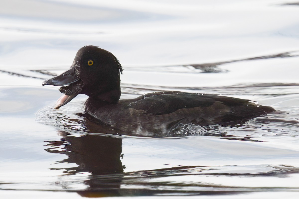 Tufted Duck - ML615914877