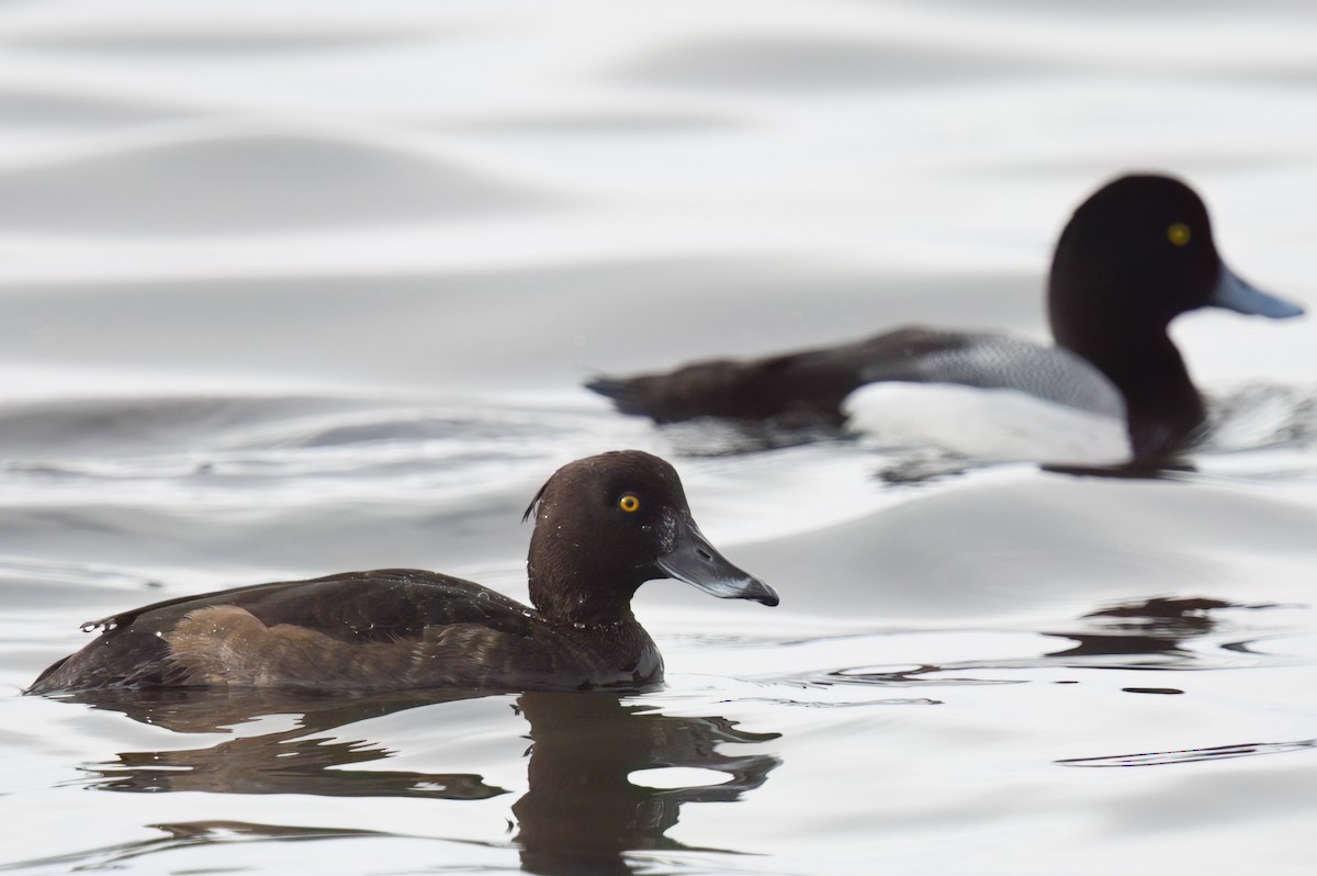 Tufted Duck - ML615914878