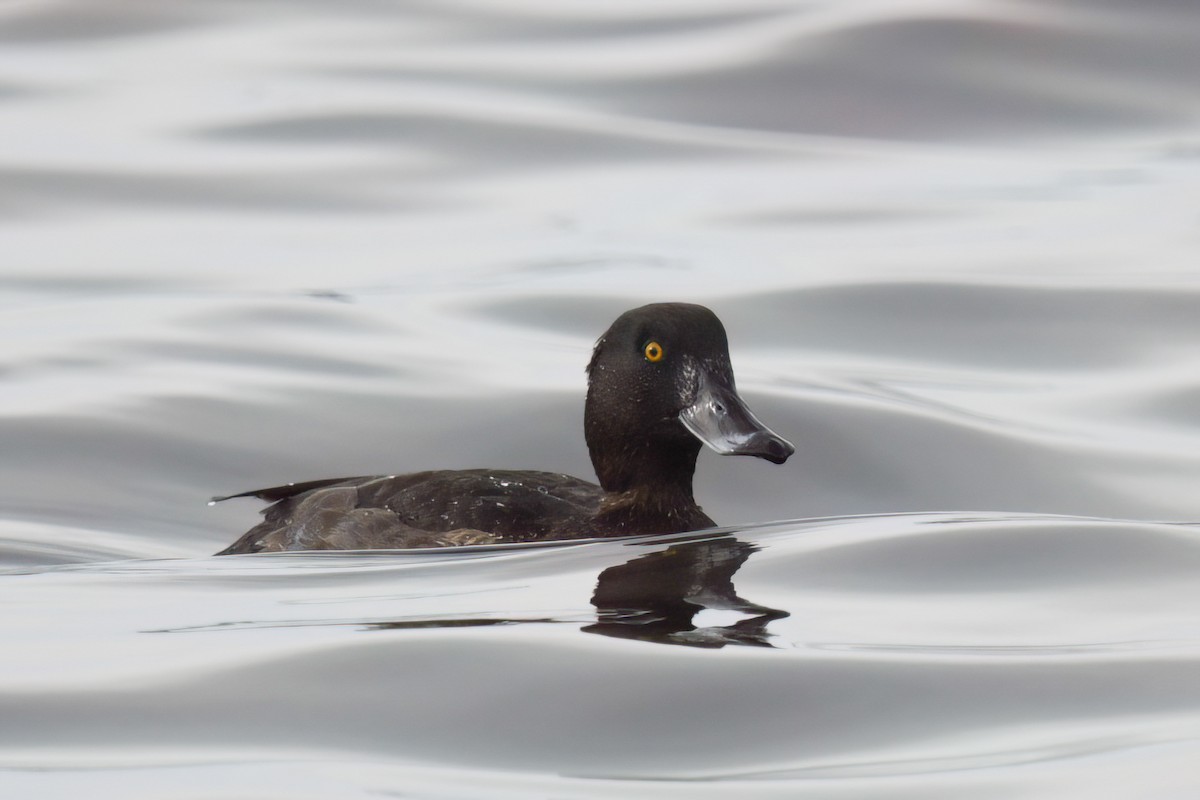 Tufted Duck - ML615914879