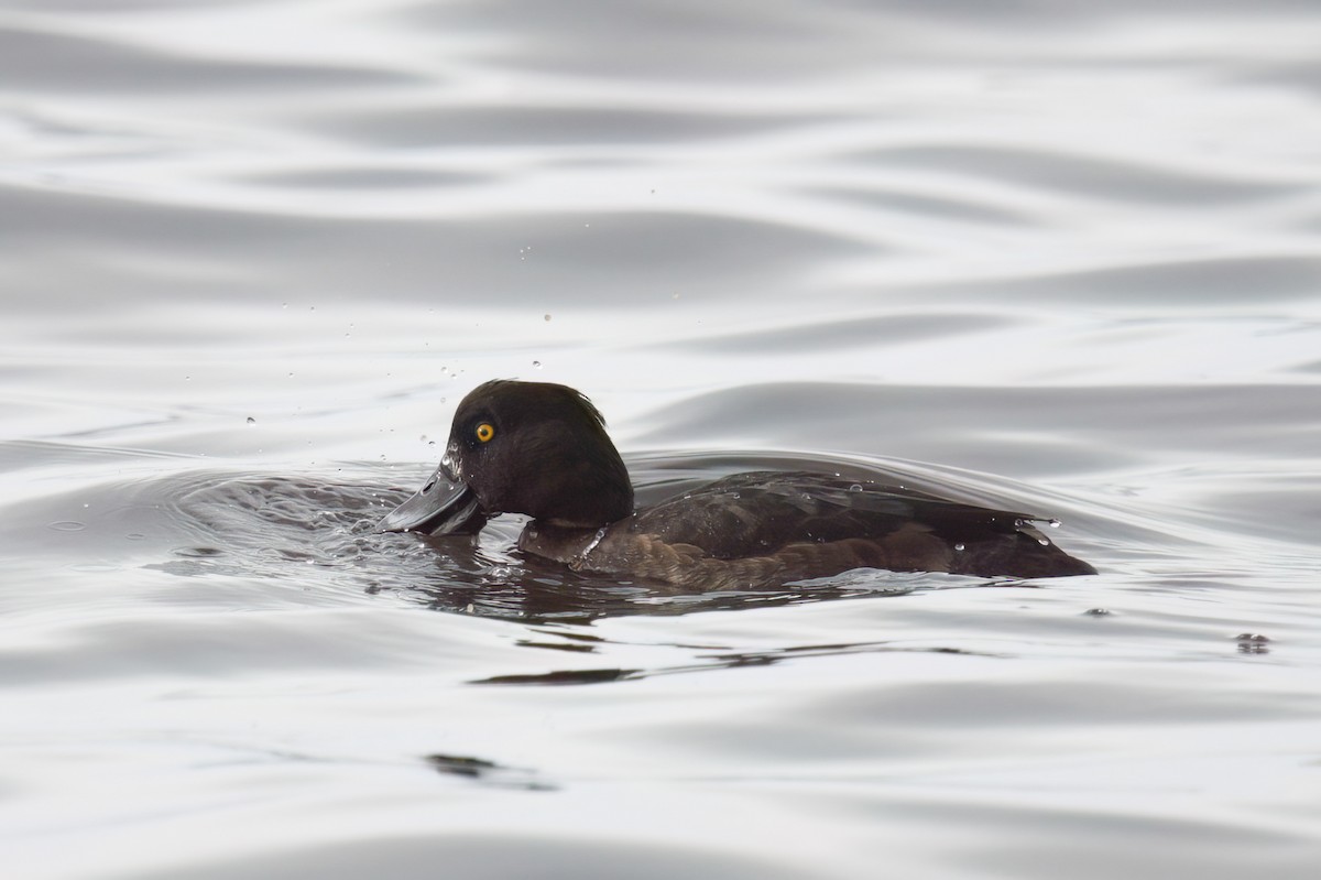 Tufted Duck - ML615914880