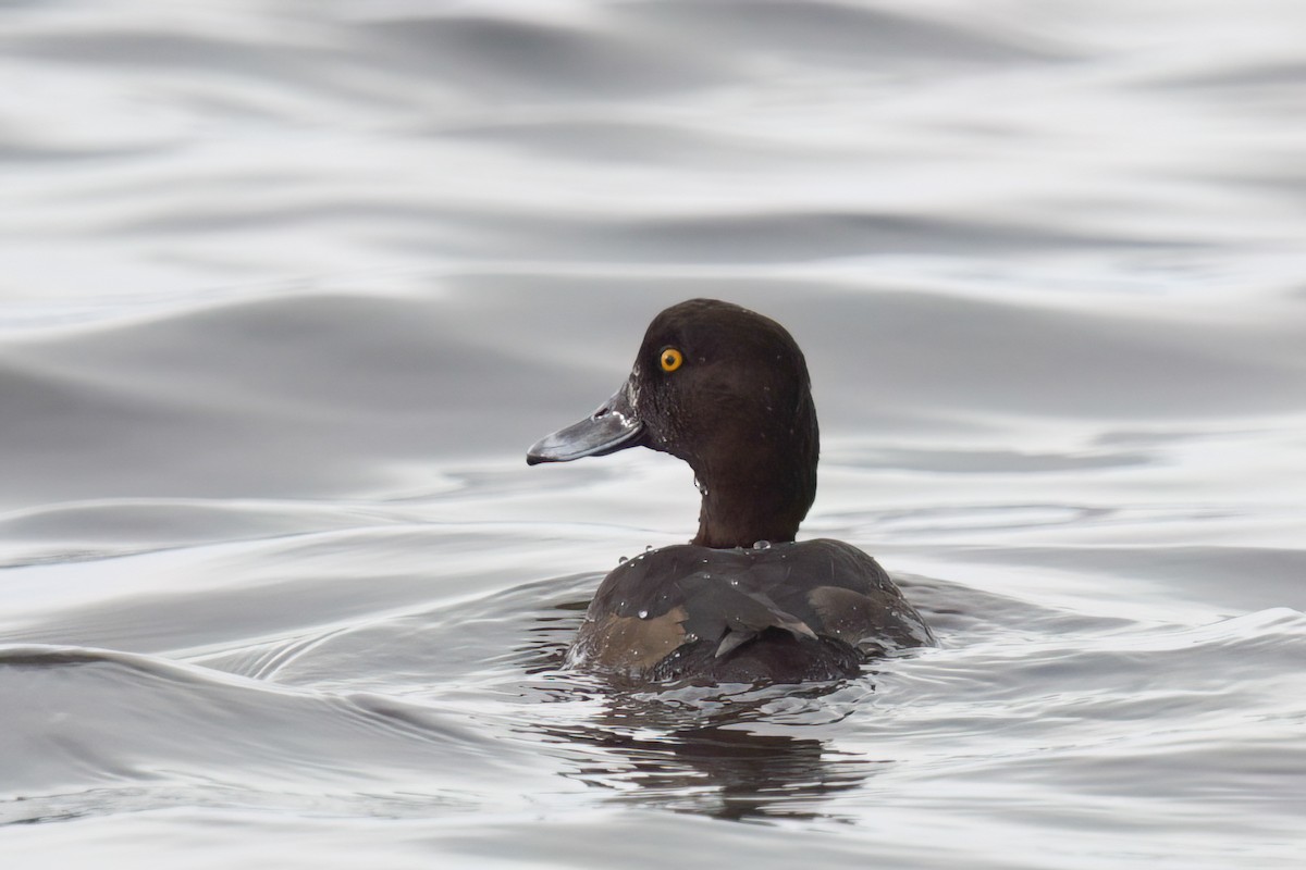 Tufted Duck - ML615914881