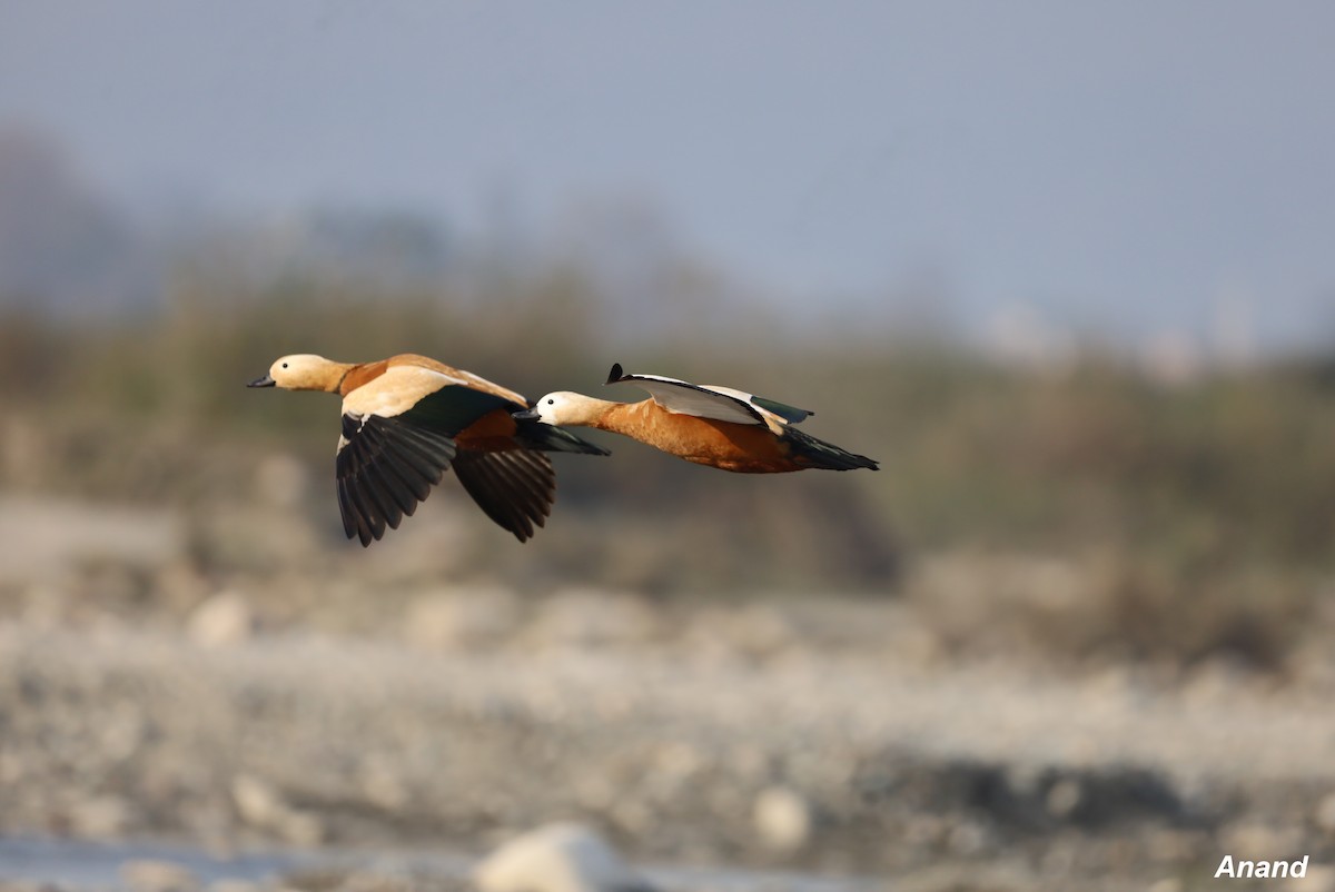 Ruddy Shelduck - ML615914893