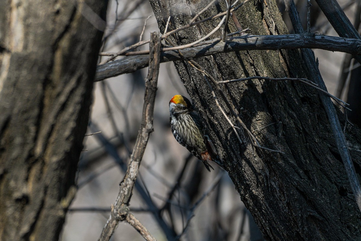 Brown-fronted Woodpecker - ML615914899