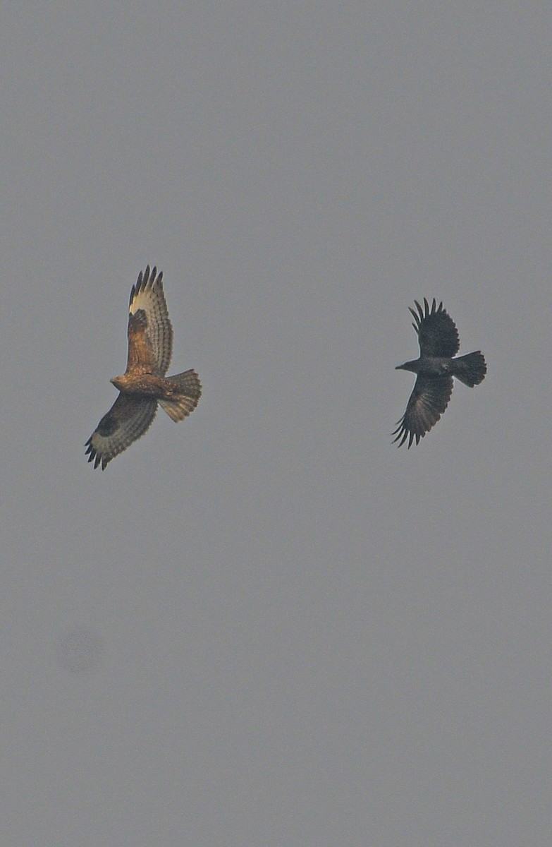 Himalayan Buzzard - ML615914945