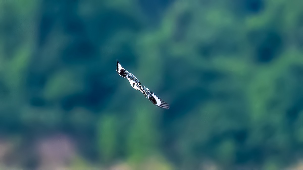 Pied Kingfisher - ML615914952