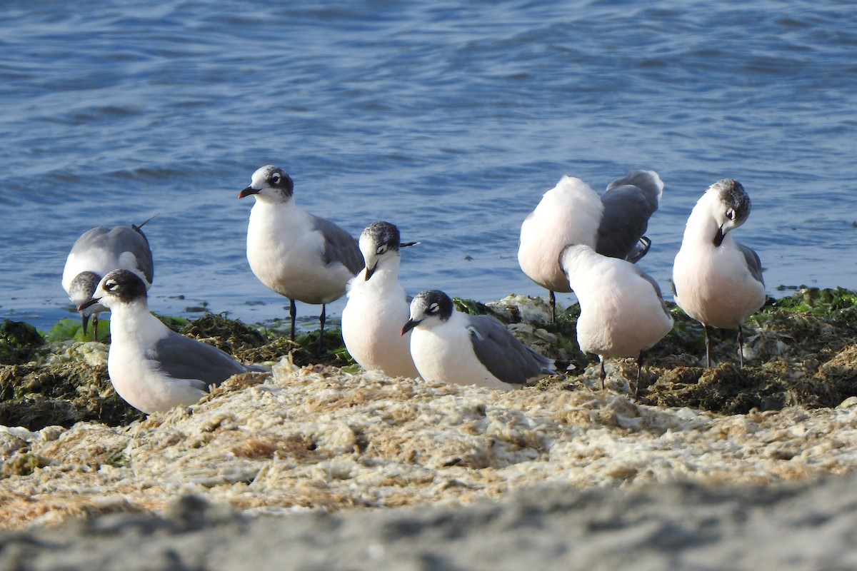 Franklin's Gull - Diego Castelli