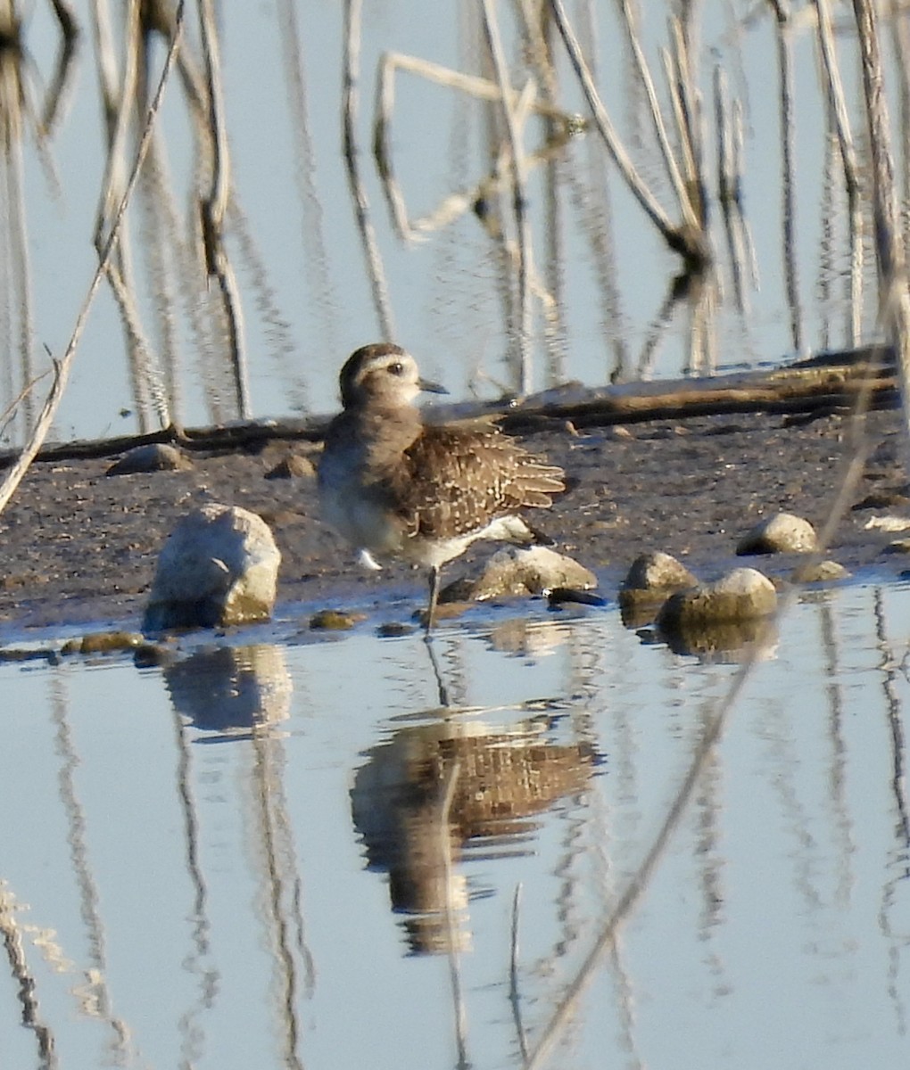 American Golden-Plover - Christopher Daniels