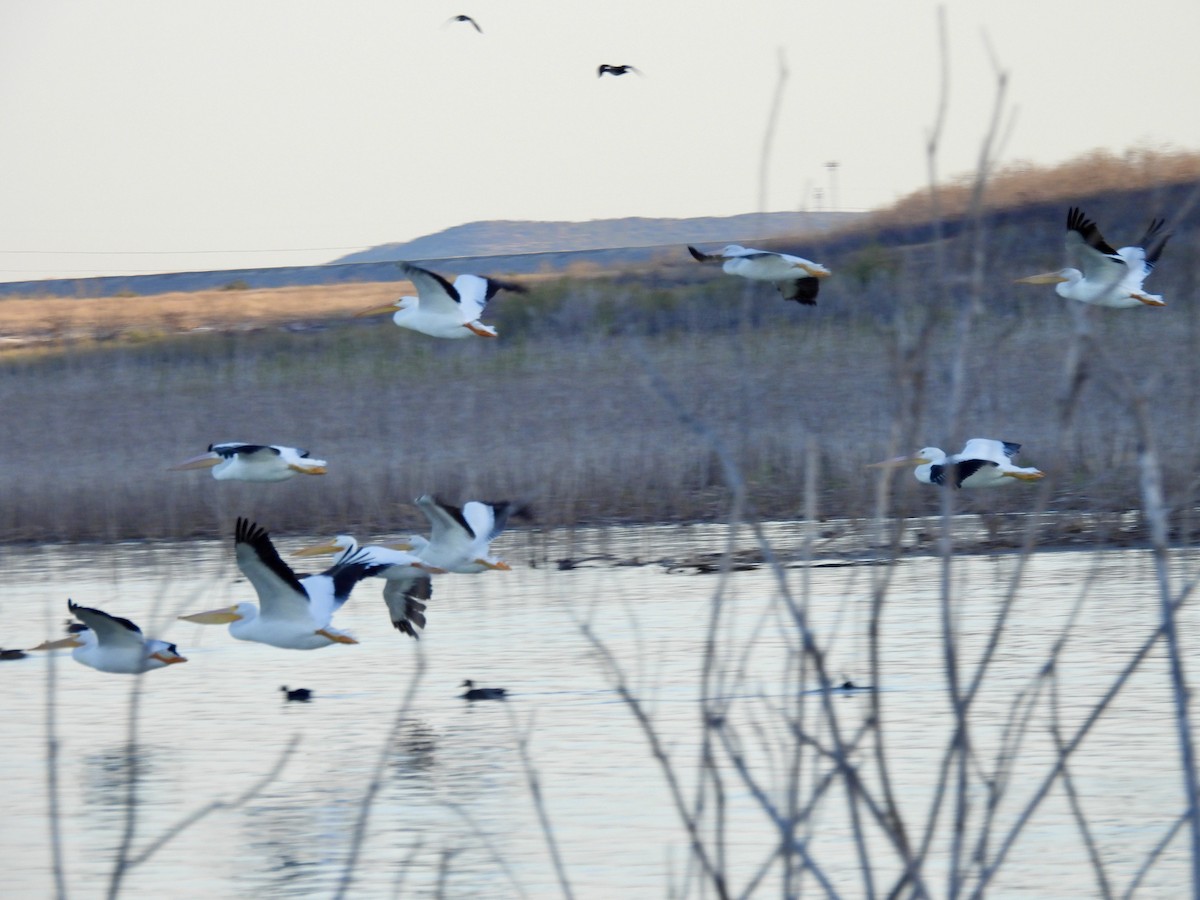 American White Pelican - ML615915036