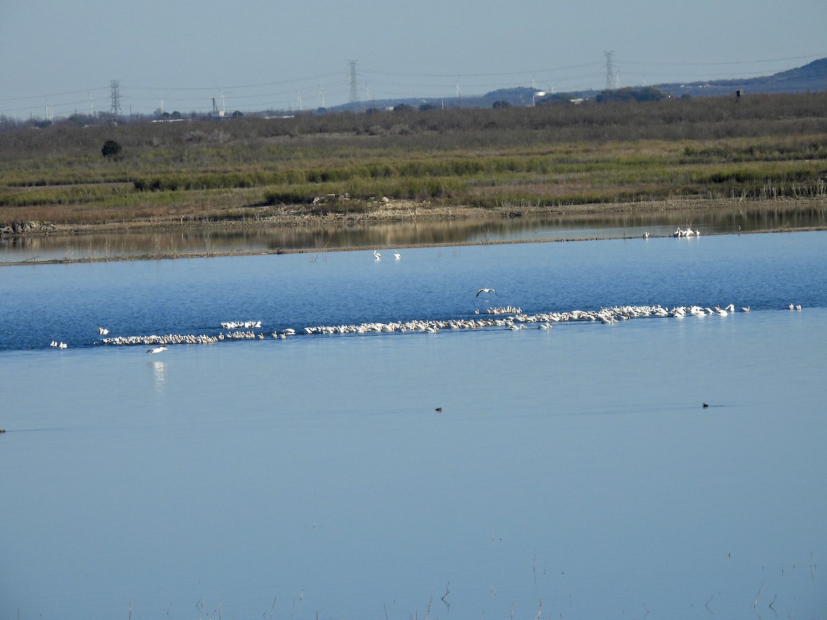 American White Pelican - ML615915037