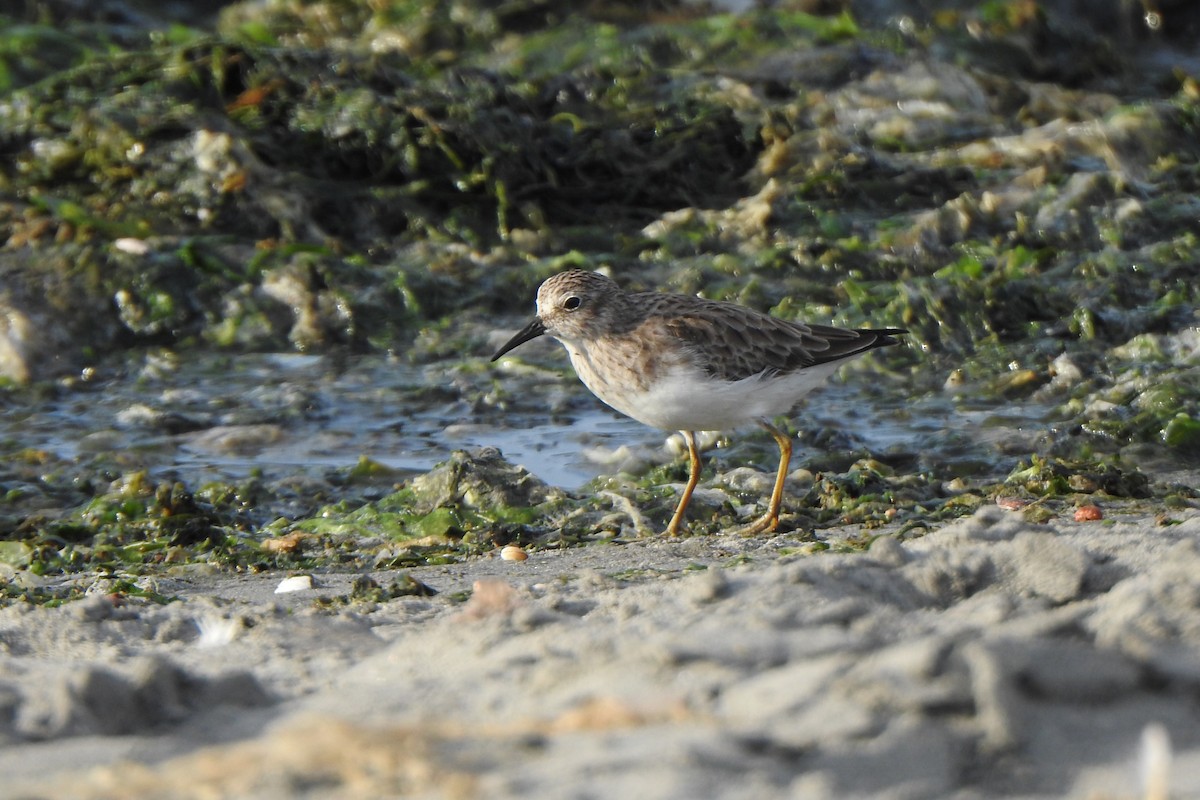 Least Sandpiper - Diego Castelli