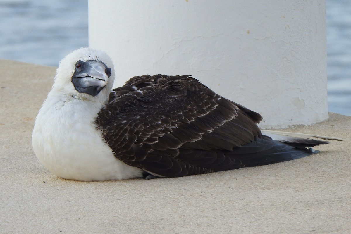 Peruvian Booby - Diego Castelli