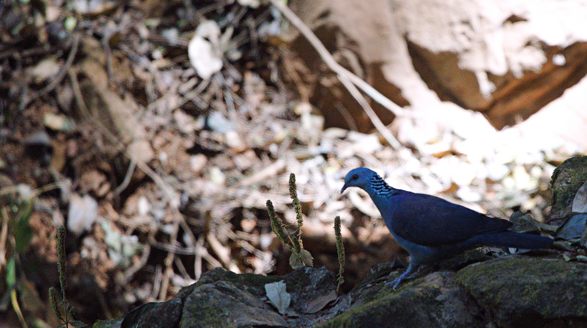 Nilgiri Wood-Pigeon - ML615915102