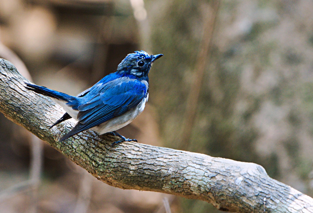 Blue-and-white Flycatcher - Amol Lopes