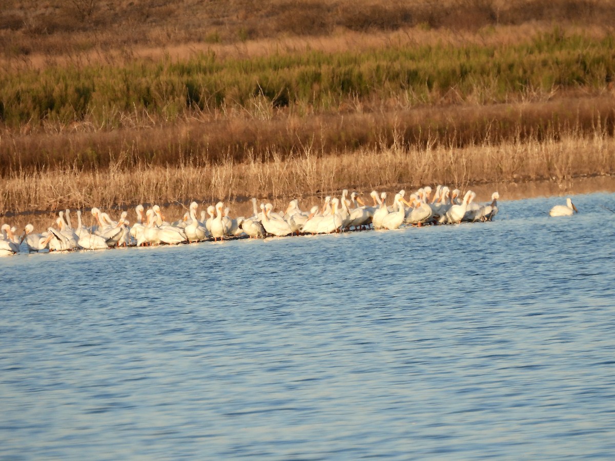 American White Pelican - ML615915130