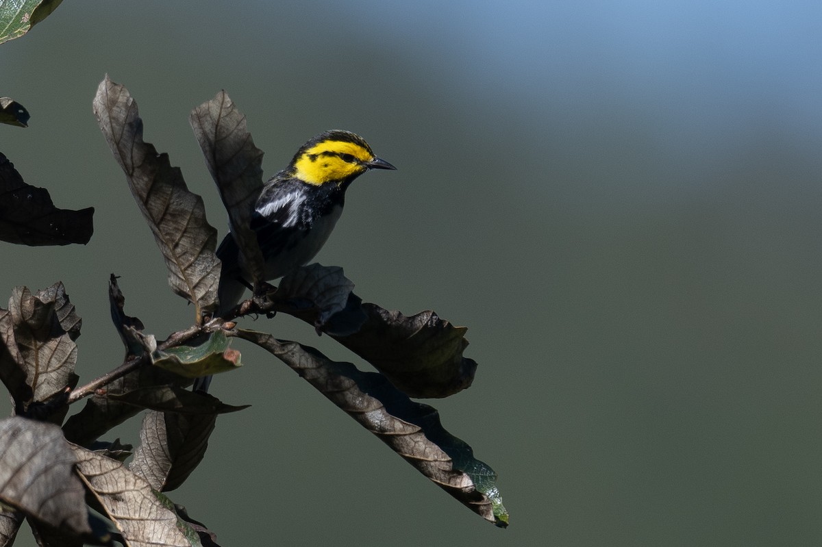 Golden-cheeked Warbler - ML615915211