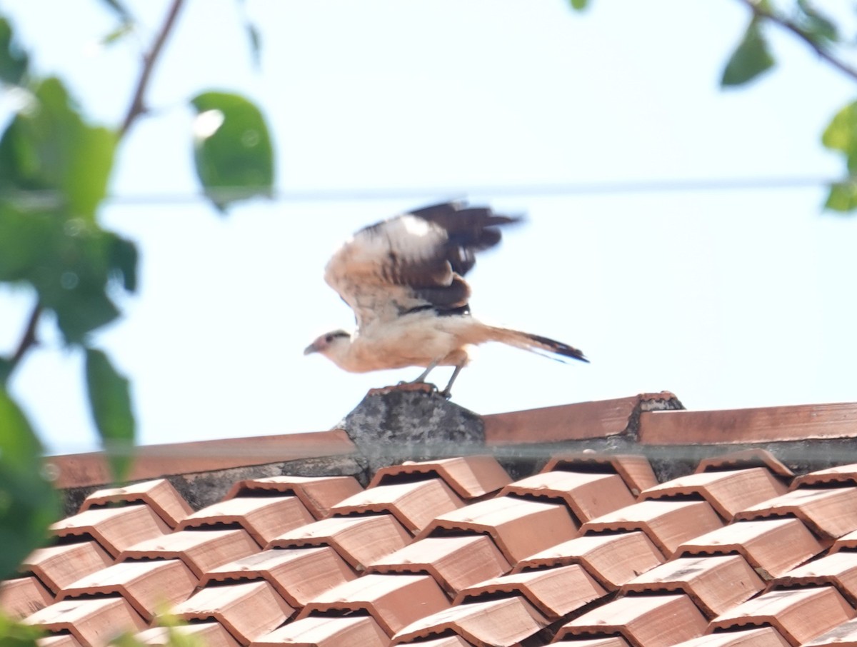 Yellow-headed Caracara - ML615915223