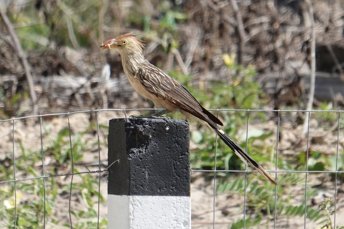 Guira Cuckoo - ML615915228