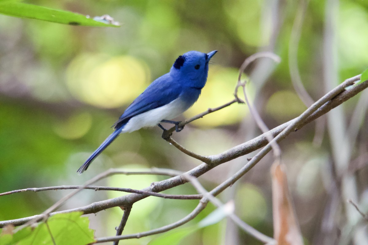 Black-naped Monarch - Jim McCormick