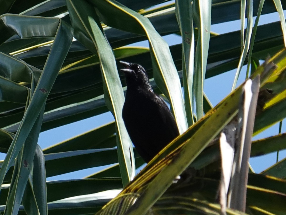 Forbes's Blackbird - ML615915231