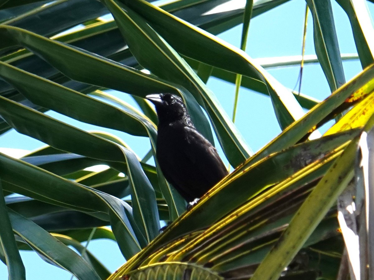 Forbes's Blackbird - ML615915233