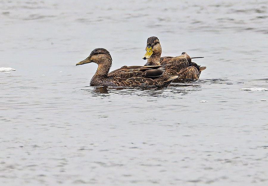 American Black Duck - ML615915238