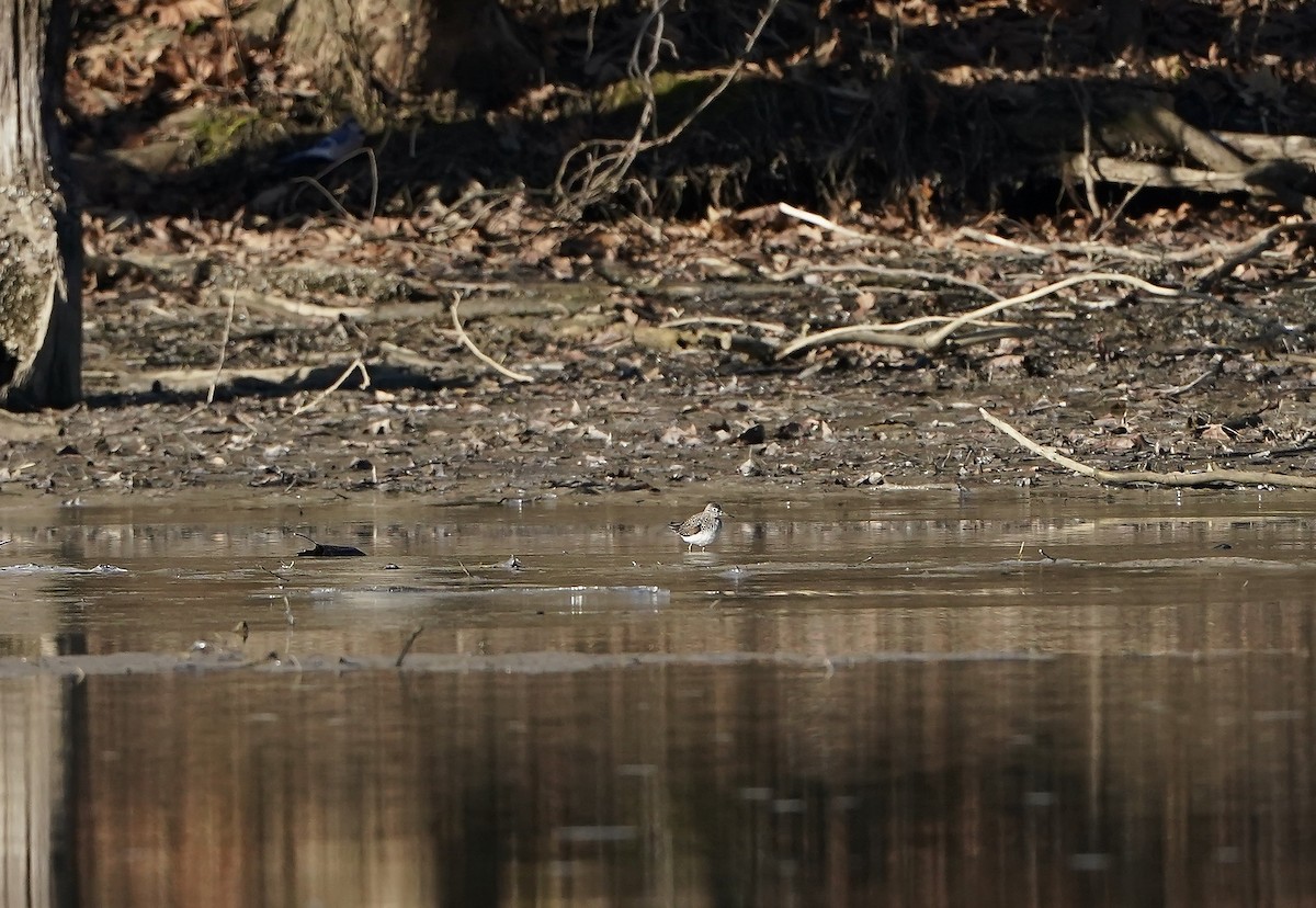 Solitary Sandpiper - ML615915245