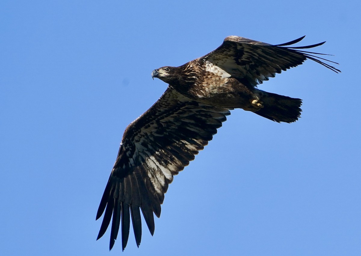 Weißkopf-Seeadler - ML615915263