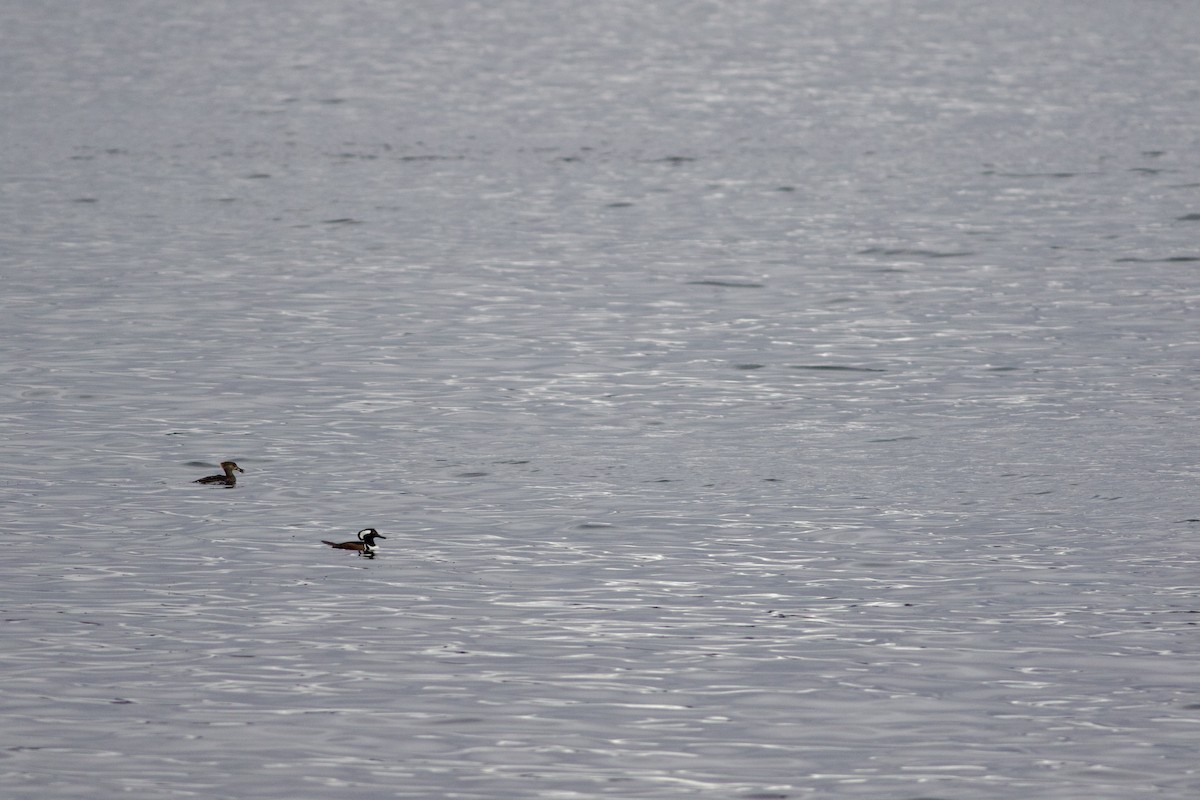 Hooded Merganser - ML615915288