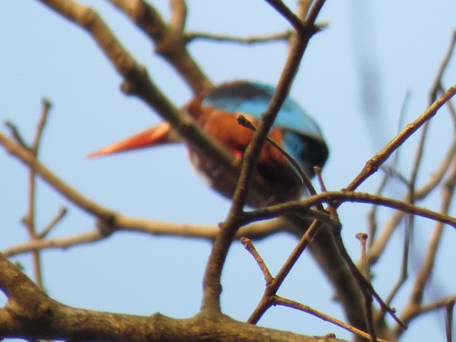 White-throated Kingfisher - ML615915359