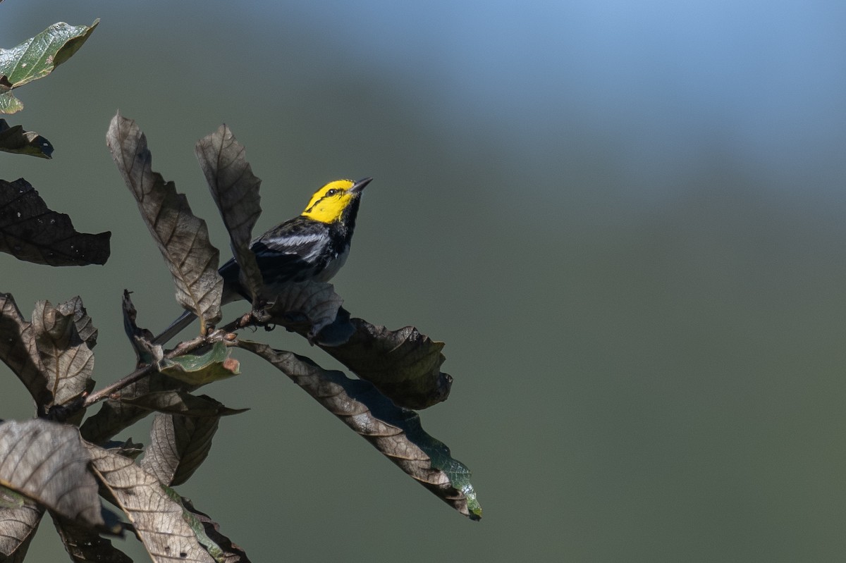 Golden-cheeked Warbler - ML615915372