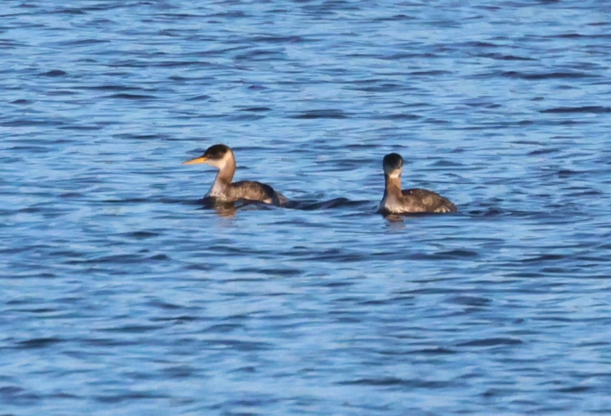 Red-necked Grebe - ML615915391