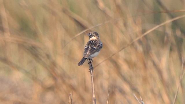 Siberian Stonechat - ML615915394