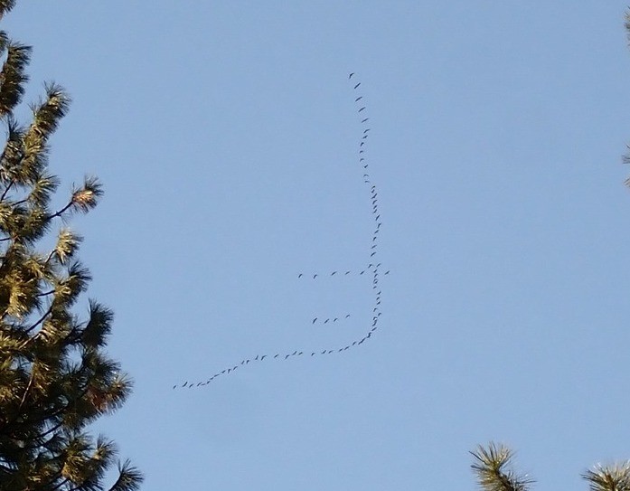 Sandhill Crane - ML615915397