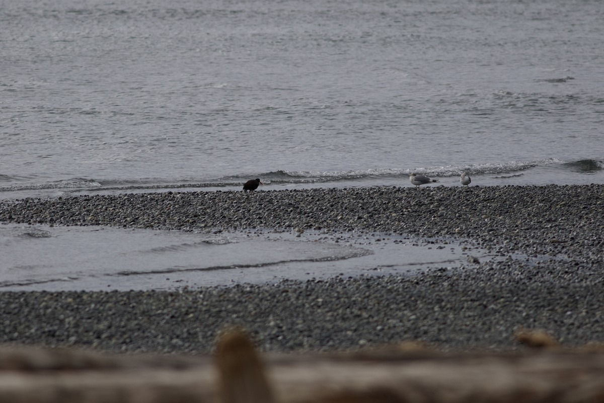 Black Oystercatcher - ML615915400