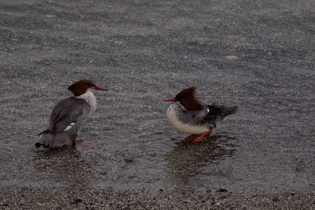 Common Merganser - ML615915418