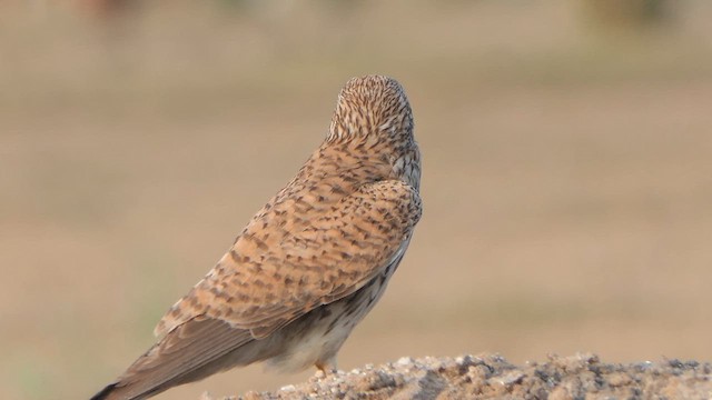 Eurasian Kestrel - ML615915428