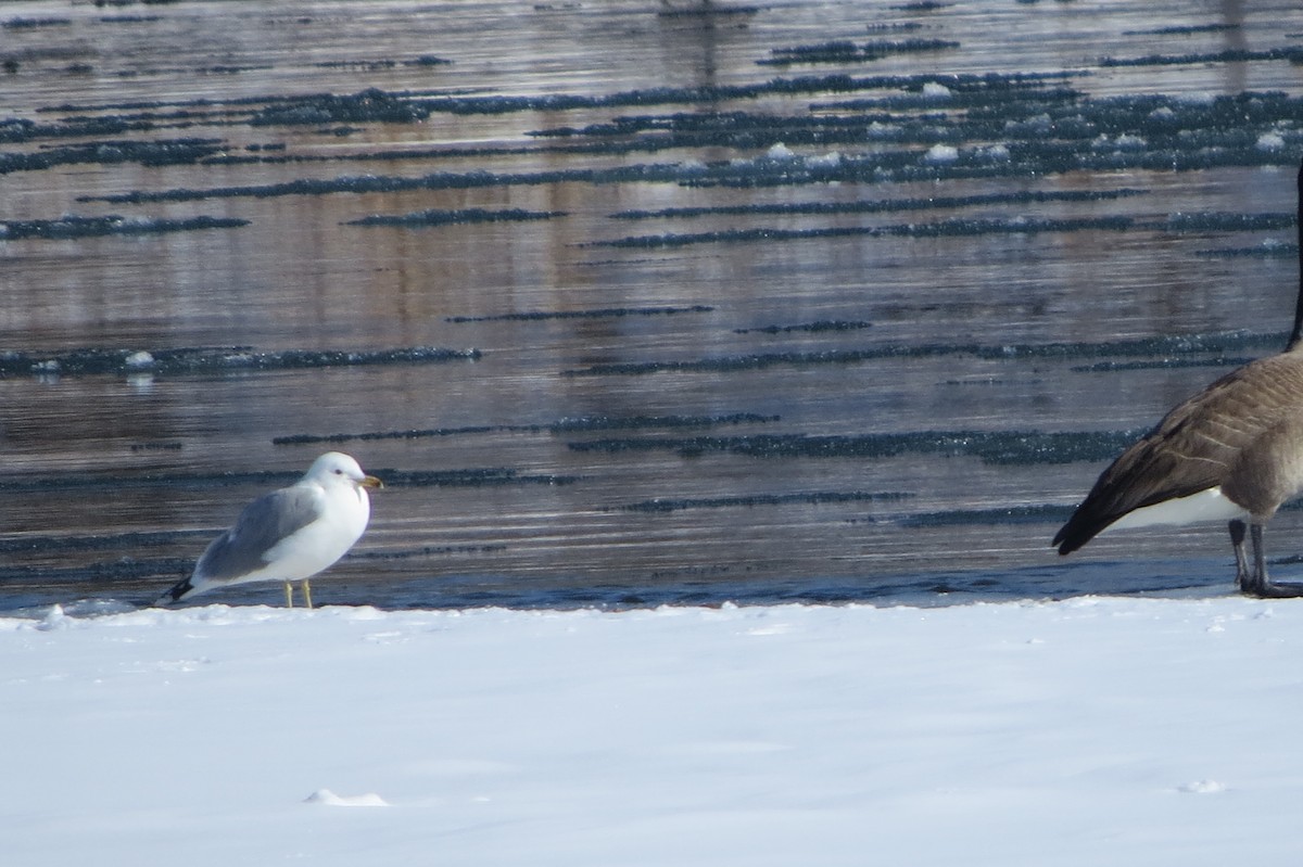 Gaviota Californiana - ML615915440