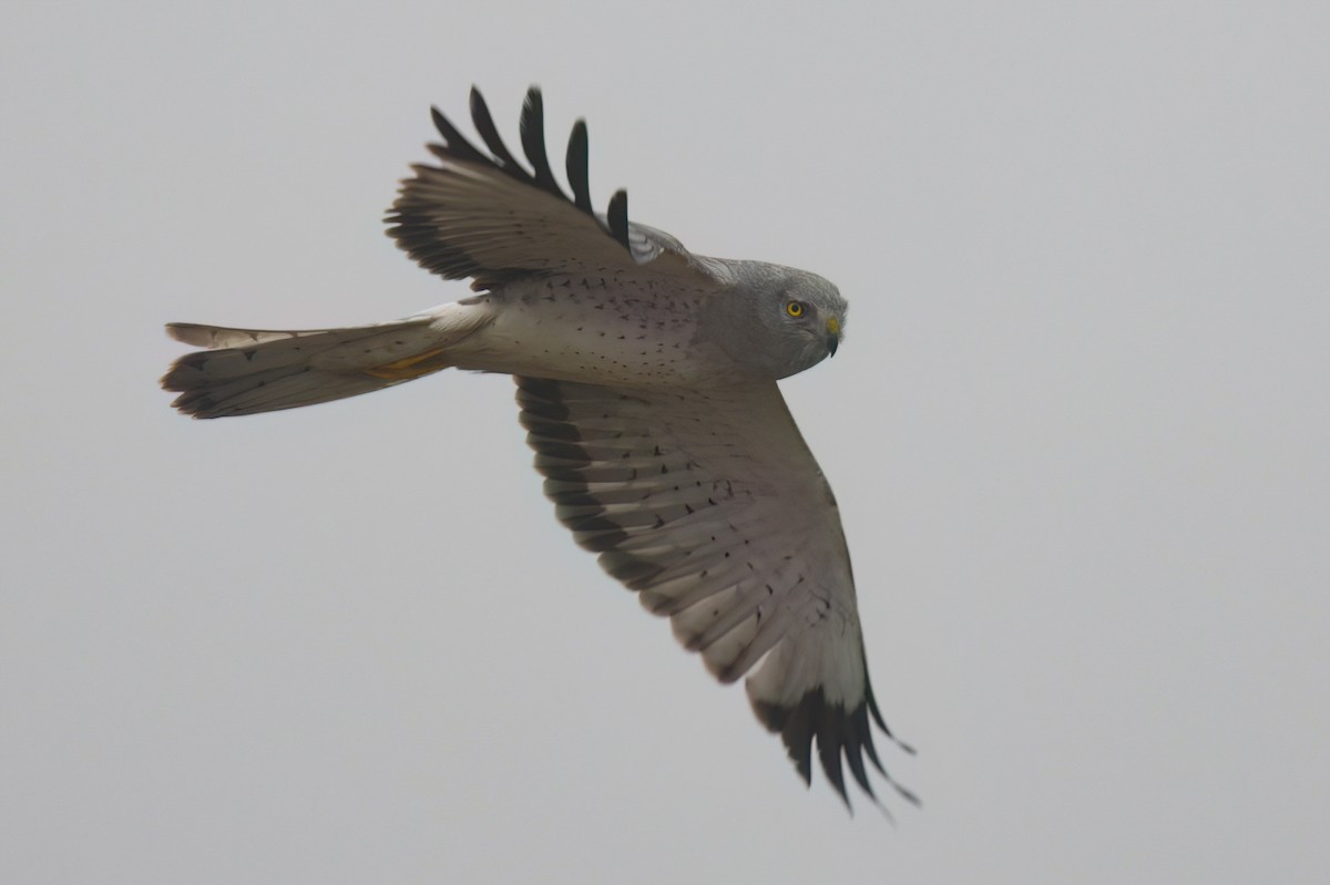 Northern Harrier - Max Brodie