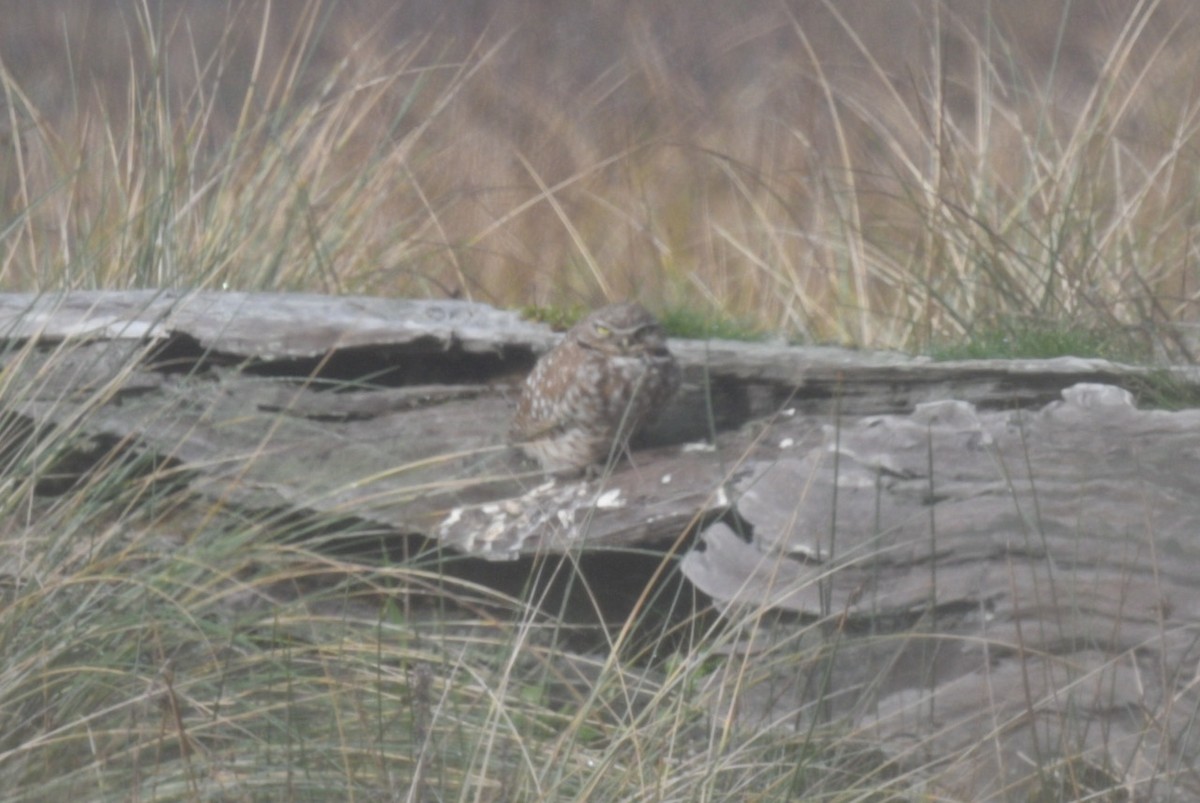 Burrowing Owl - Max Brodie