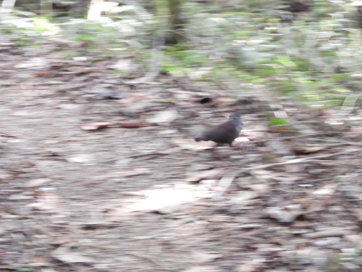 Buff-fronted Quail-Dove - ML615915454