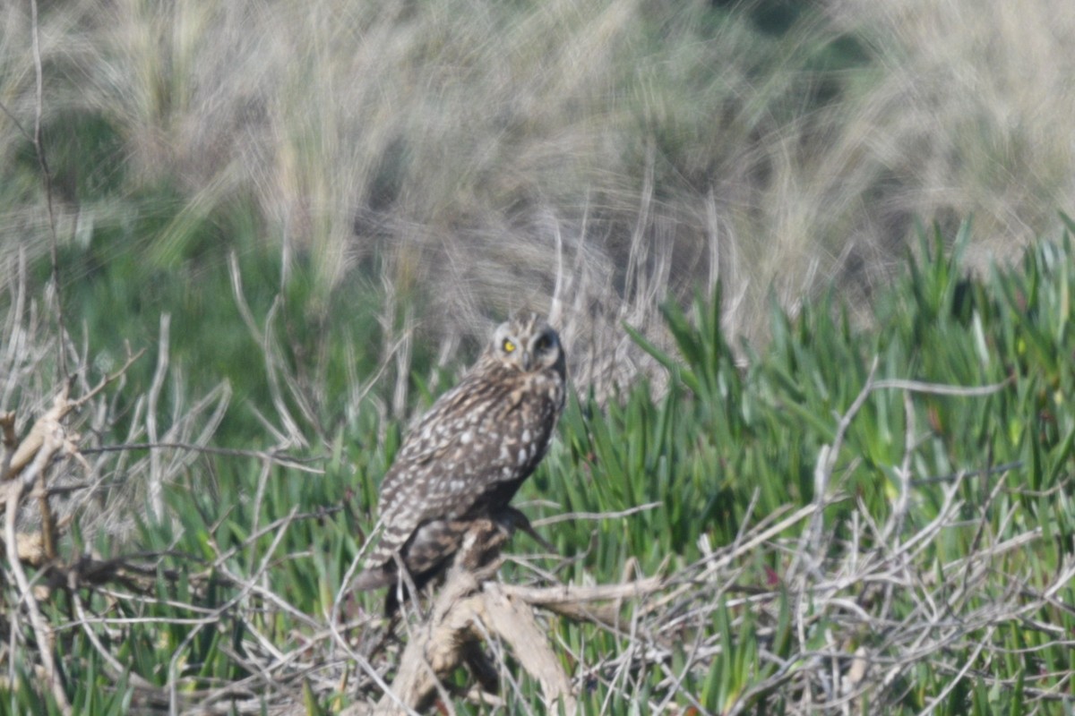 Short-eared Owl - Max Brodie